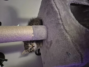 Kleiner katerchen sucht liebes  zuhause 