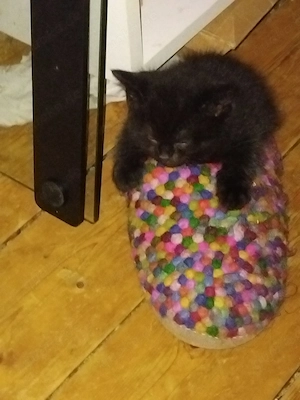 Kleines Ragdoll kitten sucht noch Liebes Zuhause 