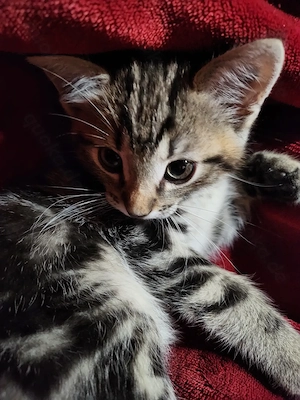 zuckersüße Kitten- Kater sind bald auszugsbereit