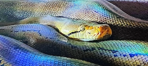 Netzpython (0,1  4,5m +)
