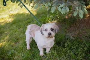 *MILOU* Ich bin lieb, offen, zugänglich und sozial zu meinen Artgenossen
