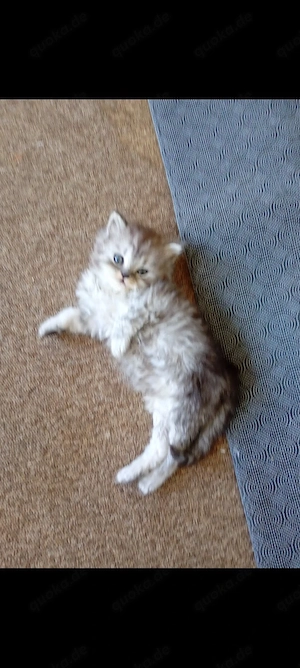 Britisch Langhaar und Britische kurzhaar KITTEN