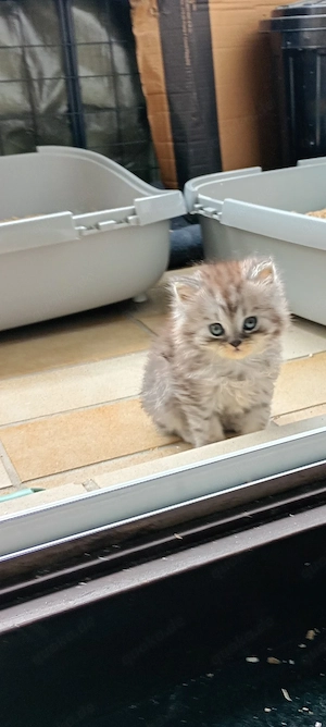 Britisch Langhaar und Britische kurzhaar KITTEN