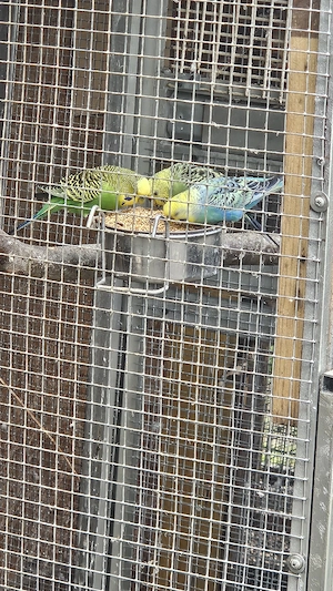 Wellensittiche abzugeben  Bild 5