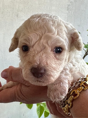 Bichon Frisé, 7 săptămâni