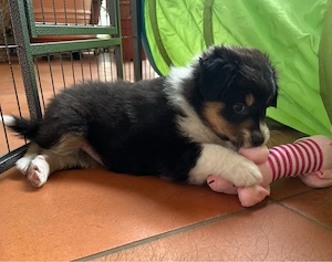 Australian Shepherd Welpe Black Tri