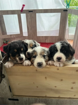 Australian Shepherd Welpe Black Tri Rüde 
