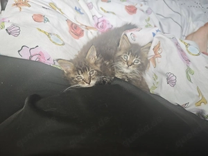 traumhafte Mainecoon Jungs 