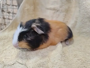 Meerschweinchen Glatthaar Männchen Bock Böcke Jungtiere 