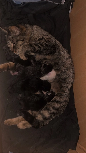Baby Katzen 