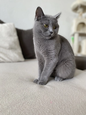 Liebevolle Reinrassige BKH Britisch Kurzhaar Dame Katze Blue Solid 2 Jahre