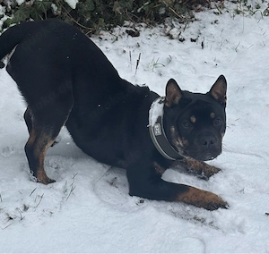 shiba inu Oeb mix rüde in gutd hände abzugeben 