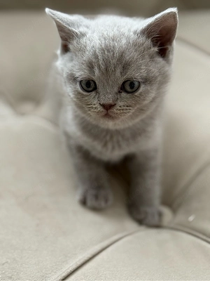 BKH Kitten Blue & Lilac voll Süß