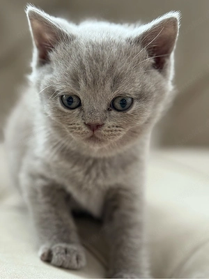 BKH Kitten Blue & Lilac voll Süss Bild 5
