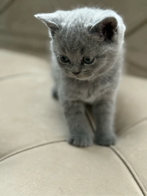 4x BKH Kitten Blue & Lilac Voll Süß    