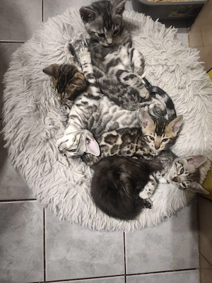 Schöne Bengal-Kitten zum Reservieren !