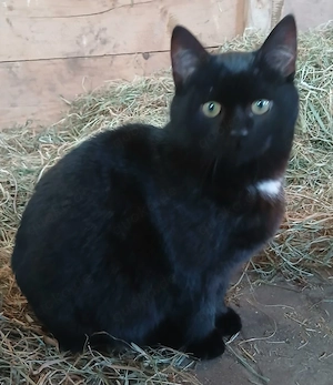 Lieber, junger Kater sucht neues Zuhause