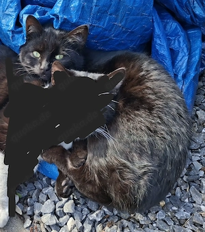 Lieber, junger Kater sucht neues Zuhause