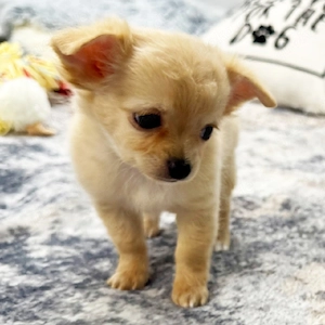 Niedliche und liebenswerte Chihuahua-Welpen suchen ein liebevolles Zuhause.
