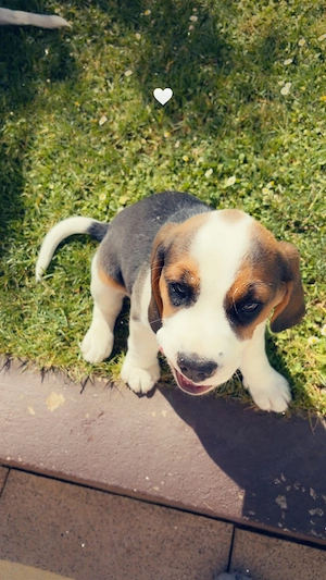 Beagle Welpe geboren am 01.03.2026