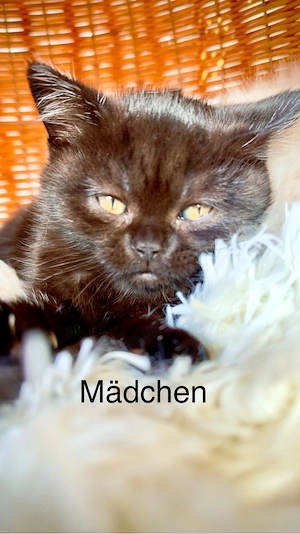 BKH Kitten zu verkaufen ,geimpft und entwurmt  (  schoko )  650 EURO   Oberndorf am Neckar.     Bild 9