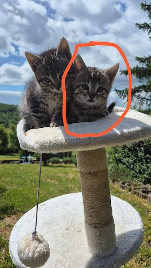 Ein zuckersüßes EKH-Kitten (männlich) sucht ein kuscheliges Zuhause!