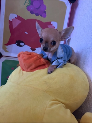   5Monate alter Chihuahua sucht verantwortungsvolle Familie