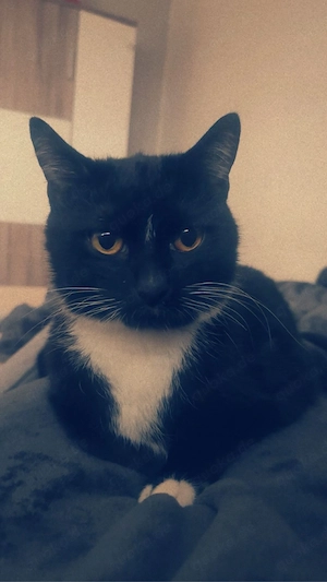 kater 2 jahre in liebevolle hände 
