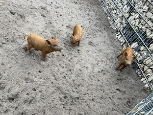 Rote Wollschweinferkel abzugeben