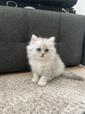 zuckersüße Blh   Bkh Kitten