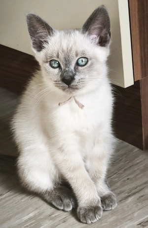 Siam Kätzchen lilac Point 