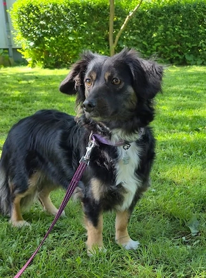 Cleo nun Polly, kleine Hündin sucht neue Familie