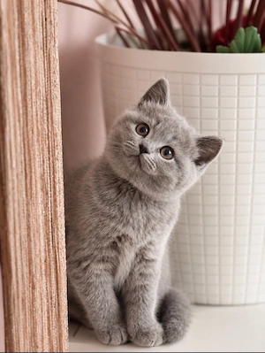 BKH kitten