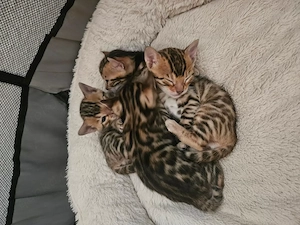  Bengal Kitten reinrassig mit Stammbaum