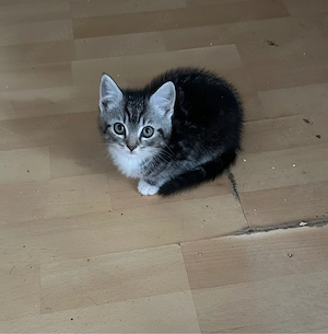 9 Wochen alt getigerte Babykatze abzugeben ! 
