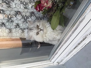 Perserkatze 