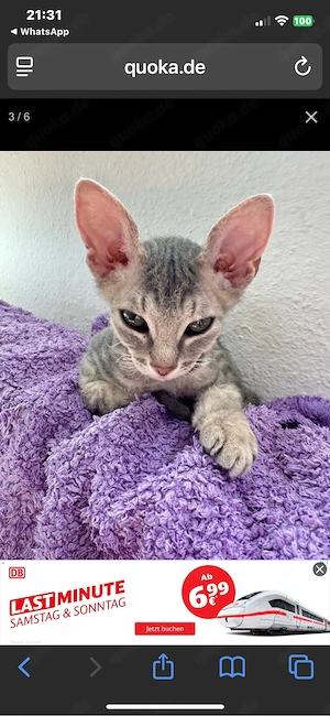 suche die besitzerin von diese katze aus Krefeld