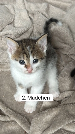 Süße kitten zu vermitteln  Bild 2