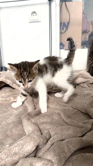 Süße kitten zu vermitteln  Bild 3