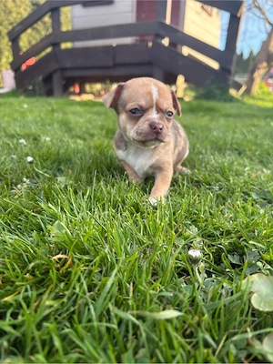 Chihuahua Bereit zur Abholung Polen