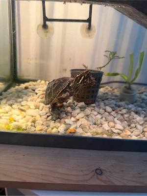 Wasserschildkröte 