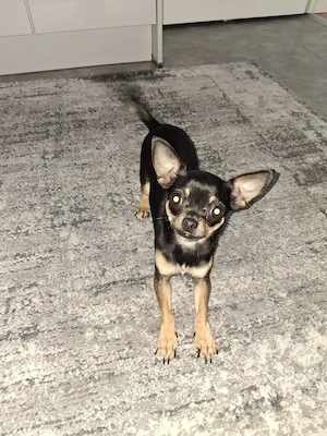 Chihuahua Hündin 