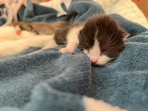 Baby katzen suchen einen neuen Zuhause  Bild 3
