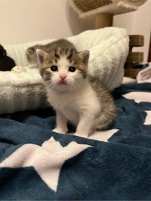 Baby katzen suchen einen neuen Zuhause  Bild 4