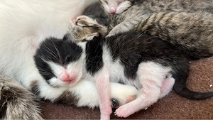 Baby katzen suchen einen neuen Zuhause  Bild 2