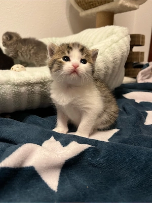 Baby katzen suchen einen neuen Zuhause  Bild 5
