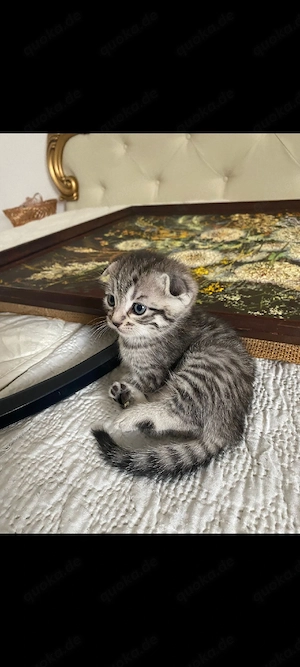 Babykatzen suchen ein wunderschönes Zuhause  Bild 4