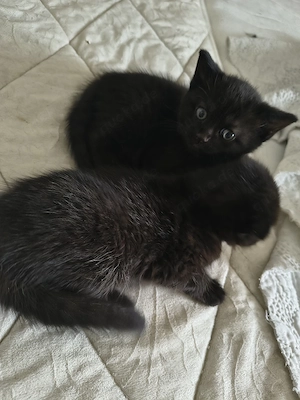 Babykatzen suchen ein wunderschönes Zuhause  Bild 2