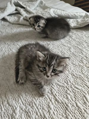 Babykatzen suchen ein wunderschönes Zuhause  Bild 3