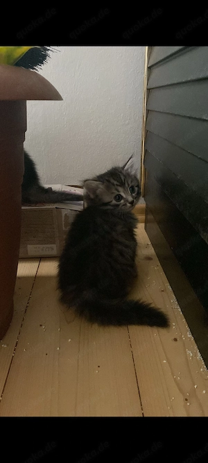 Babykatzen suchen ein wunderschönes Zuhause  Bild 5